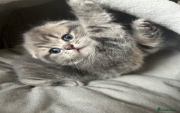 Scottish Fold cats for sale: Pure breed SCOTTISH FOLD - Image 22