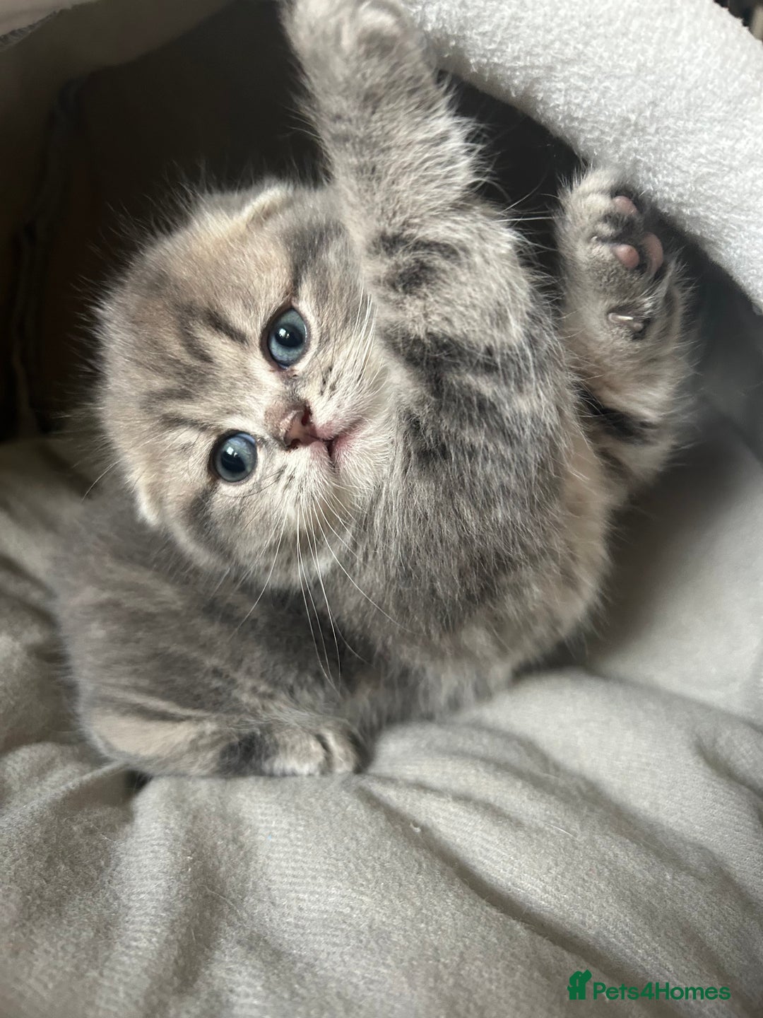 Scottish Fold cats for sale: Pure breed SCOTTISH FOLD - Image 22