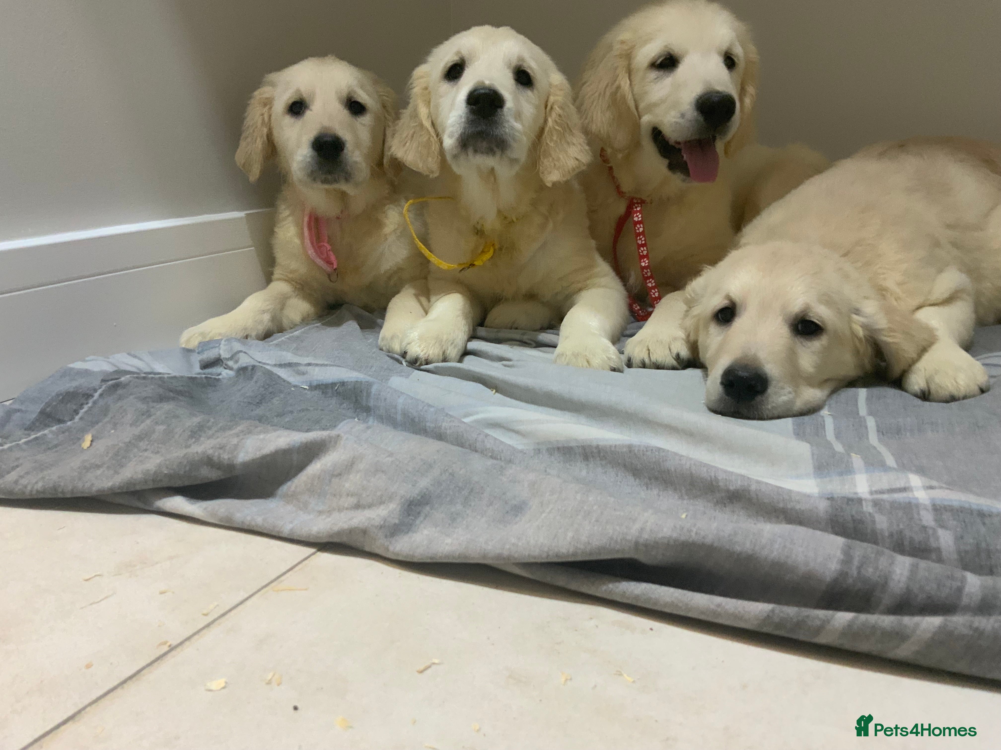 Golden Retriever dogs Golden Retrievers -Goadream kc  - Advert 11