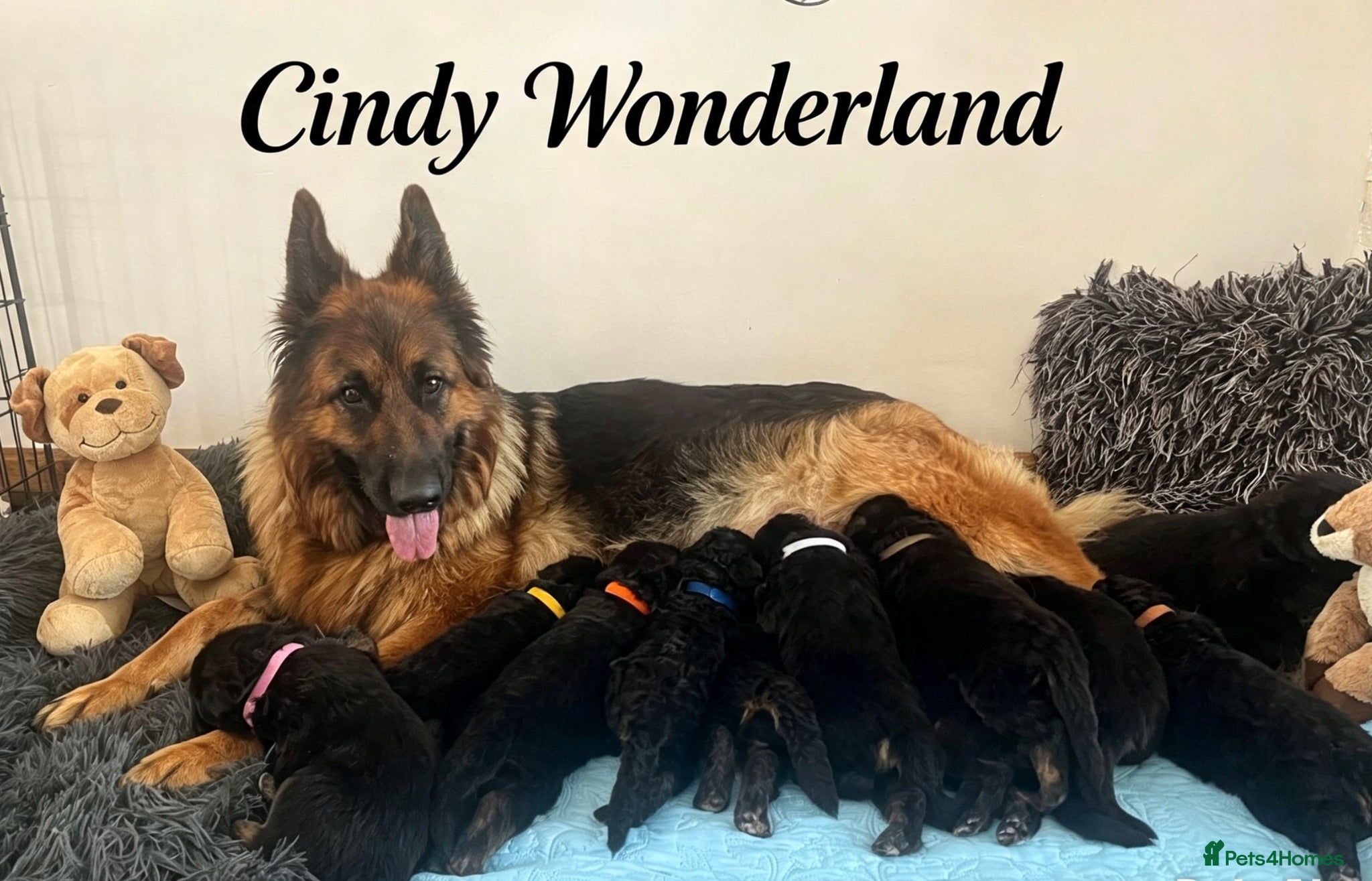 German Shepherd dogs Stunning GSD puppies for sale  - Advert 1