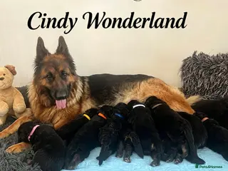 German Shepherd dogs Stunning GSD puppies for sale - Advert 1
