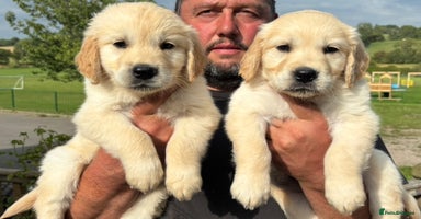 Golden Retriever dogs - Advert 6