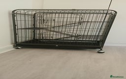 Rat rodents for sale: 🐀 Two pet rats and cage (with setup) 🐀  - Image 2