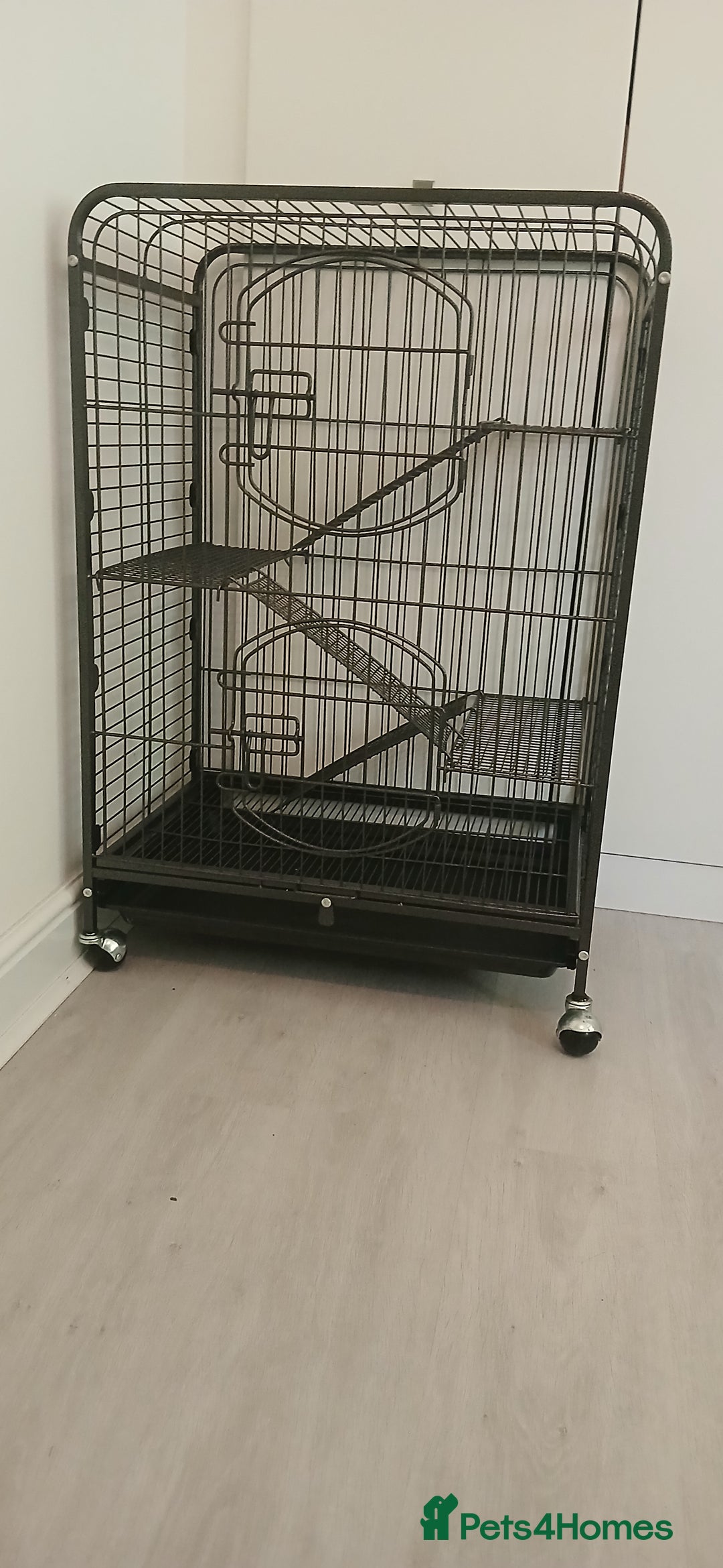 Rat rodents for sale: 🐀 Two pet rats and cage (with setup) 🐀  - Image 2