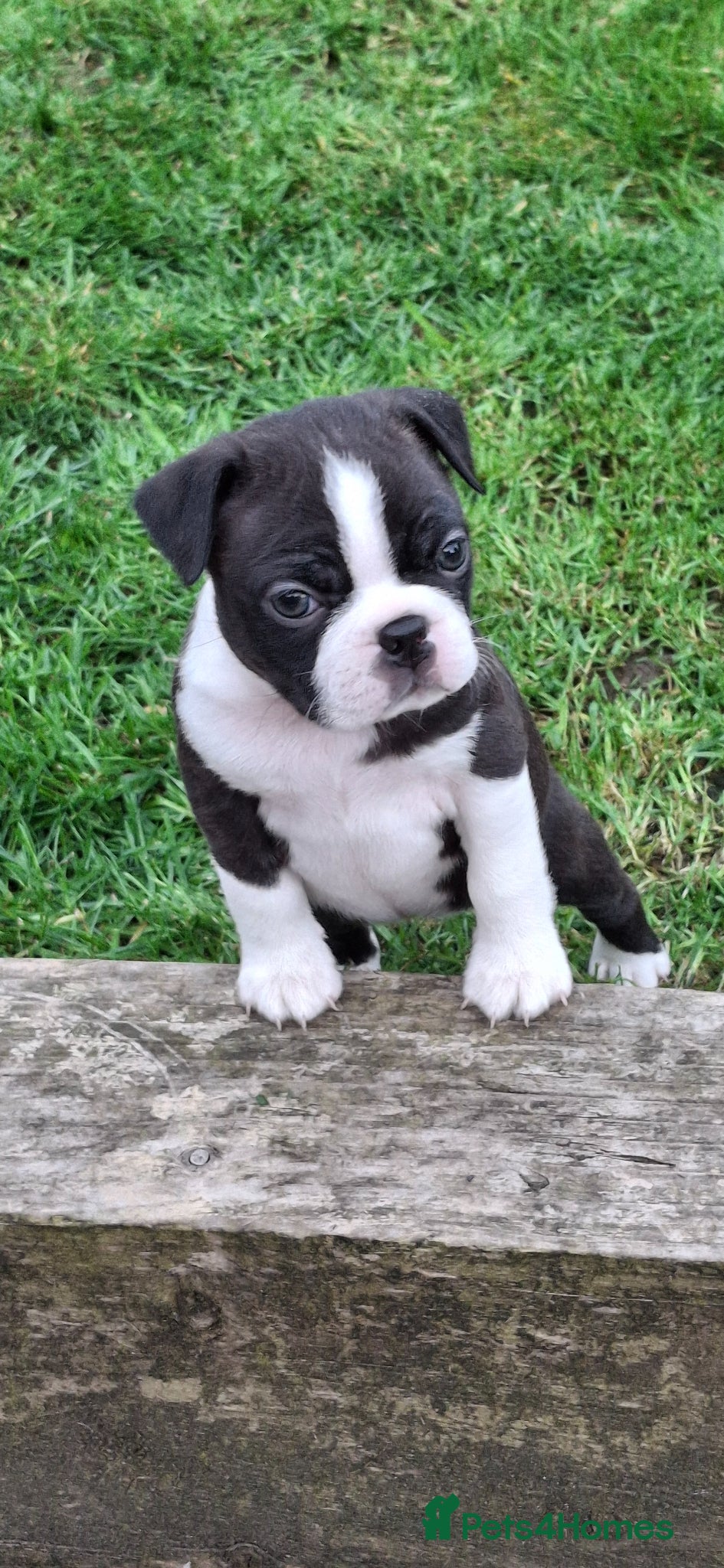 Boston Terrier dogs Stunning Boston puppies  - Advert 13