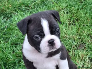 Boston Terrier dogs Stunning Boston puppies - Advert 13