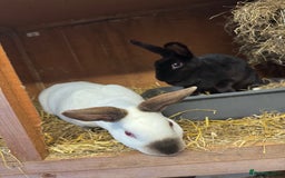 Rex rabbits for sale: Mini Rex sisters - Image 2