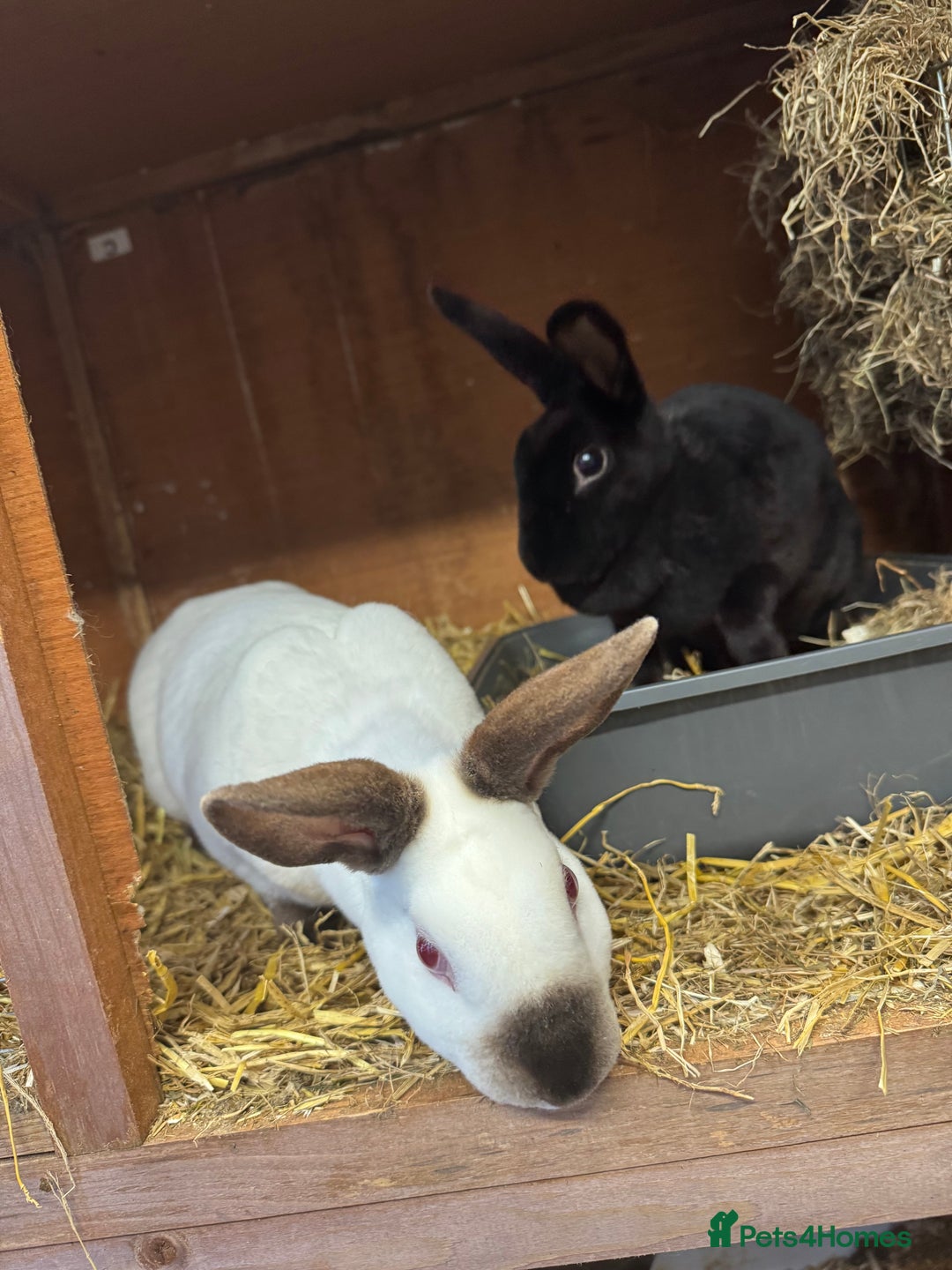 Rex rabbits for sale: Mini Rex sisters - Image 2