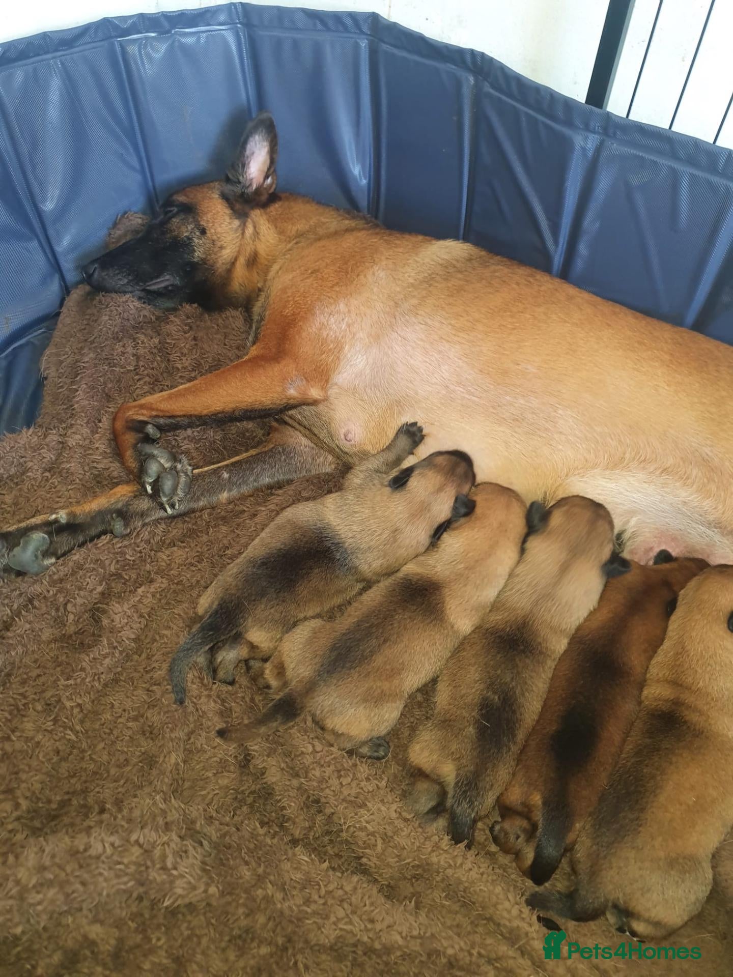 Belgian Shepherd Dog dogs Kc registered belgian malinois  - Advert 5