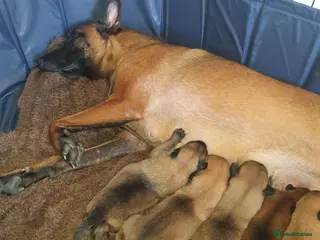 Belgian Shepherd Dog dogs Kc registered belgian malinois - Advert 1