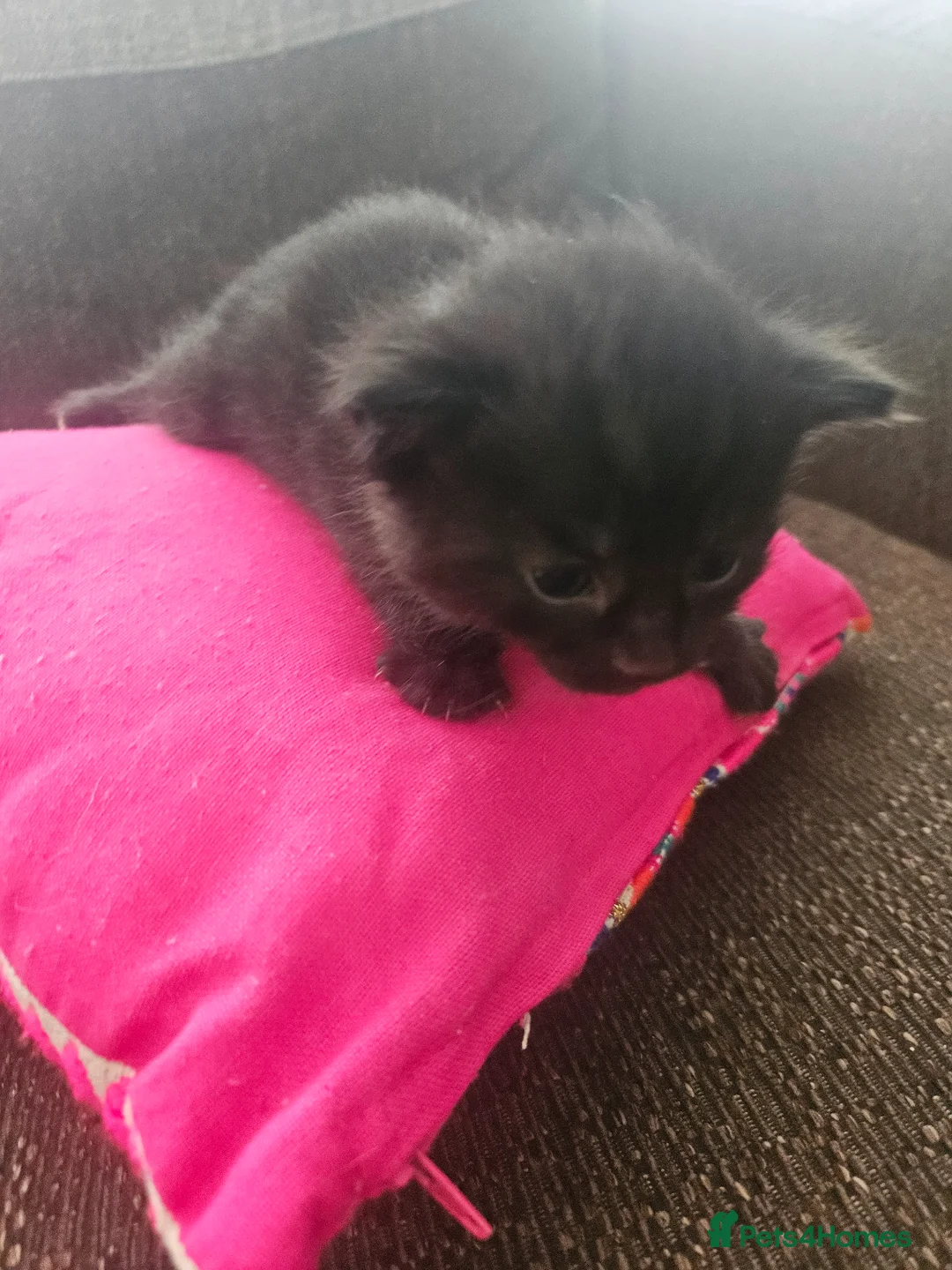 Mixed Breed cats for sale: Bengal X British blue kittens in Grimsby - Advert 2