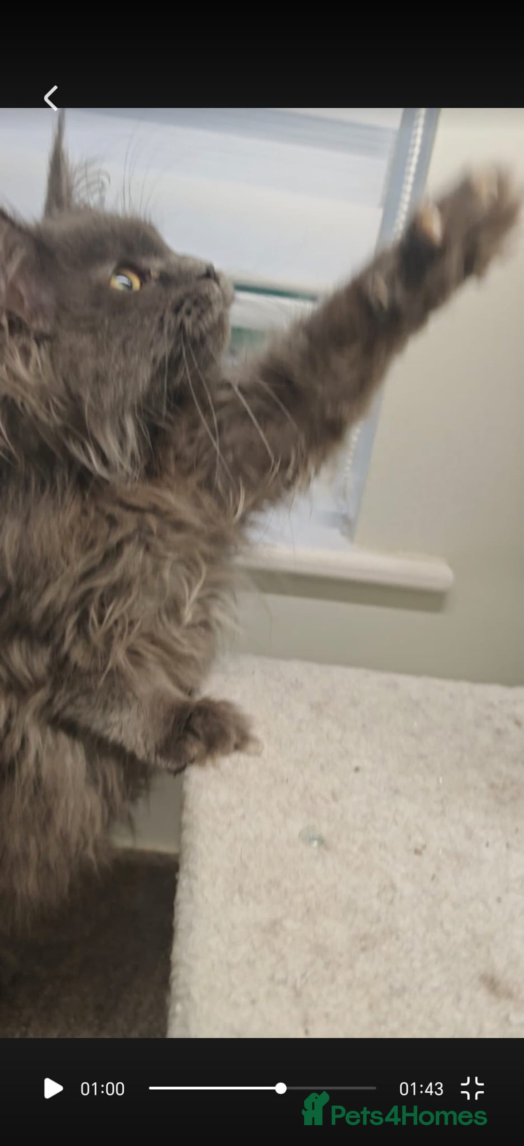 Maine Coon cats for sale: Beautiful Maine coon kittens - Advert 14