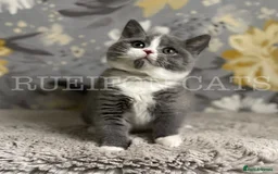 British Shorthair cats for sale:  GCCF registered BSH kittens Available  - Image 8