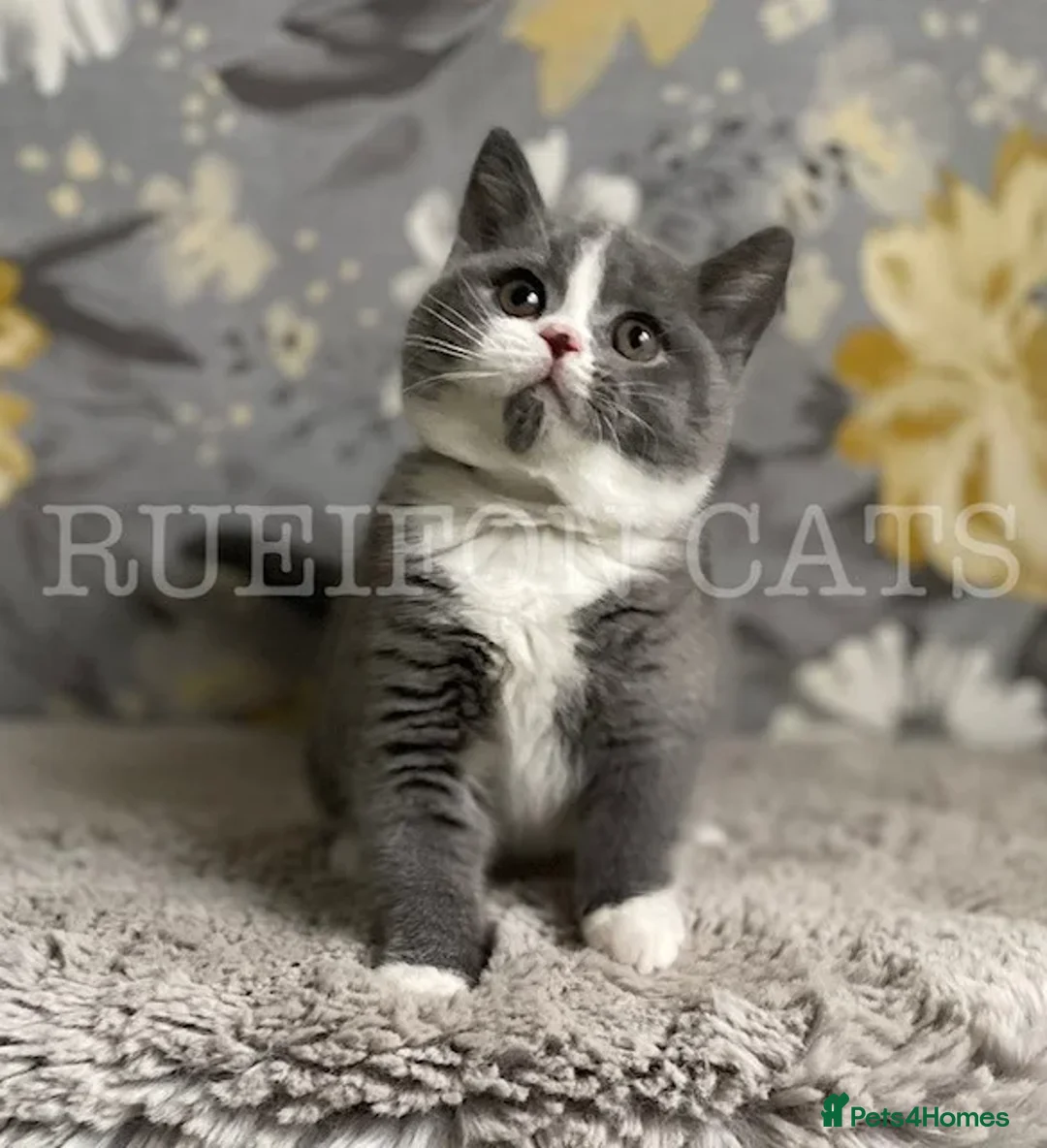 British Shorthair cats for sale:  GCCF registered BSH kittens Available  - Image 8