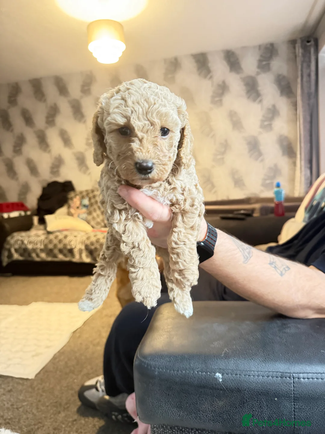 Cavapoochon dogs for sale: Beautiful cavapoochon puppies  - Advert 9