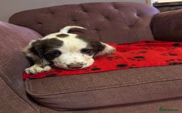 English Springer Spaniel dogs for sale: Stunning English springer spaniel puppies  - Image 2