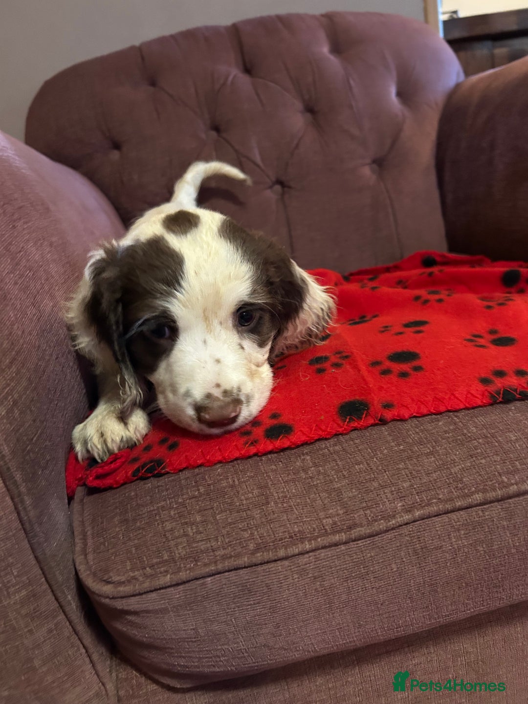 English Springer Spaniel dogs for sale: Stunning English springer spaniel puppies  - Image 2