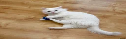 Turkish Van cats for sale: White Male Cat 2yr Indoor Friendly in London - Advert 6