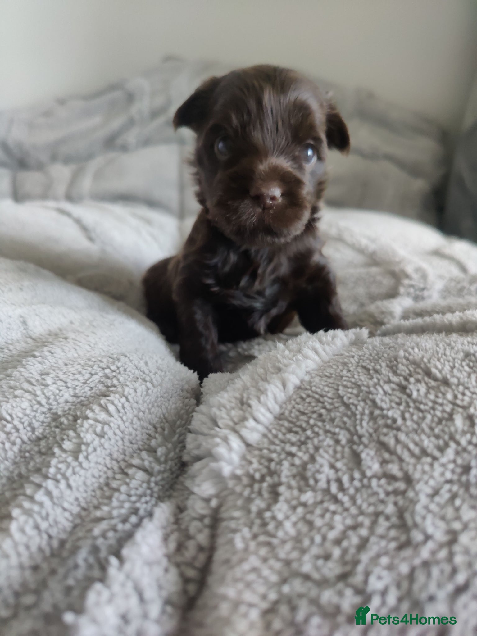 Yorkshire Terrier dogs Outstanding RARE Yorkshire terrier  - Advert 6