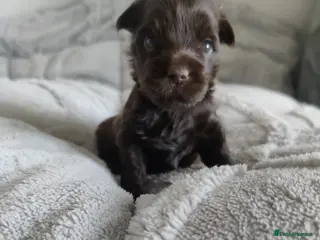 Yorkshire Terrier dogs Outstanding RARE Yorkshire terrier - Advert 6