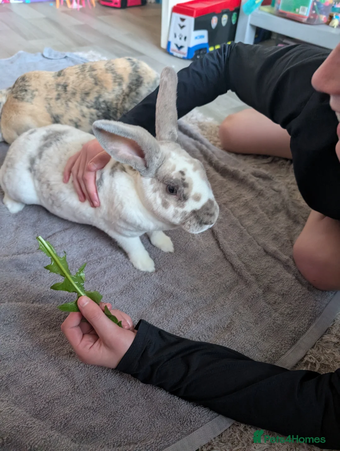 Rex rabbits for sale: Female rex cross  in Southport - Advert 1