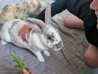 Rex rabbits Female rex cross - Advert 2