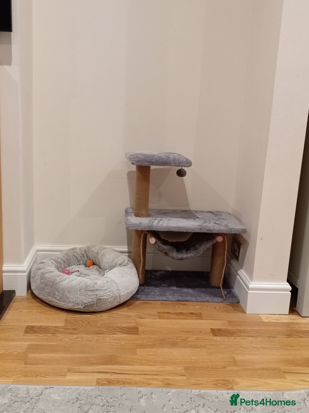 Mixed Breed cats for sale: 8 weeks old Kitten looking for a new home.  - Image 2