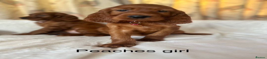 Irish Setter Puppy 11