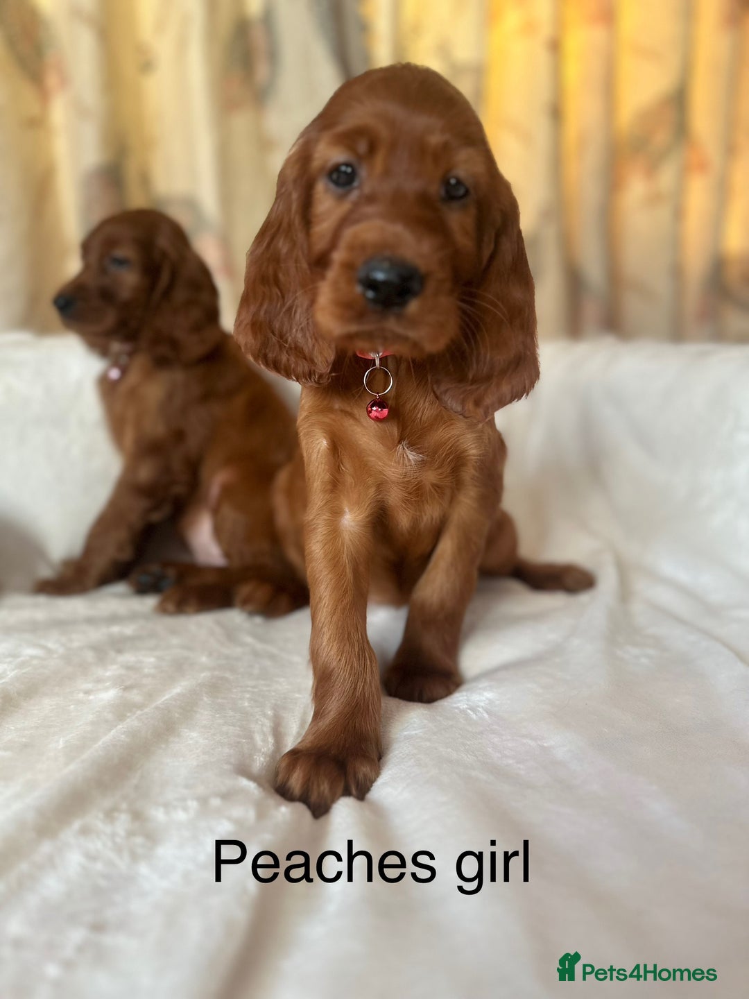 Irish Setter dogs for sale: Irish Setter Puppies 💜 - Image 38