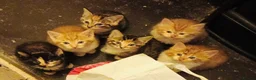 Mixed Breed cats for sale: six lovely kittens ready this weekend  in Bradford - Advert 5