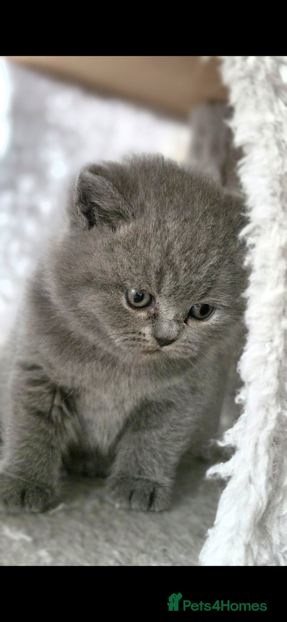 British Shorthair cats GCCF Reg British Shorthair Kittens - Advert 5