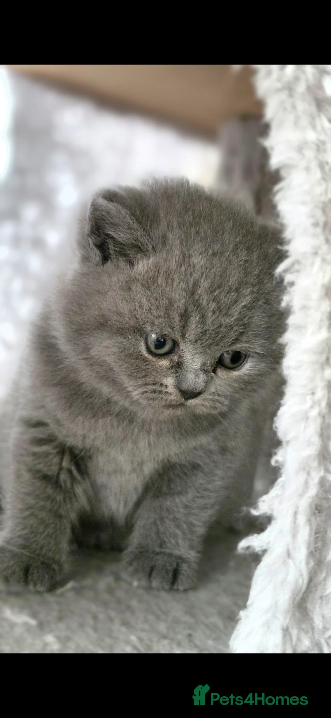 British Shorthair cats for sale: GCCF Reg British Shorthair Kittens - Advert 2