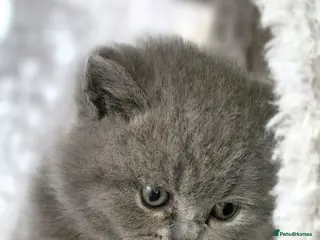 British Shorthair cats GCCF Reg British Shorthair Kittens - Advert 5