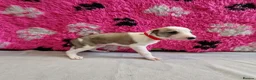 Lurcher dogs for sale: Lurcher pups - Advert 12