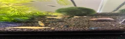 Shrimps fish for sale: Golden back yellow juvenile shrimps  - Advert 3