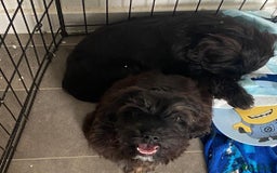 Mixed Breed dogs for sale: Shih tzu x cockerspaniel puppies  - Image 1
