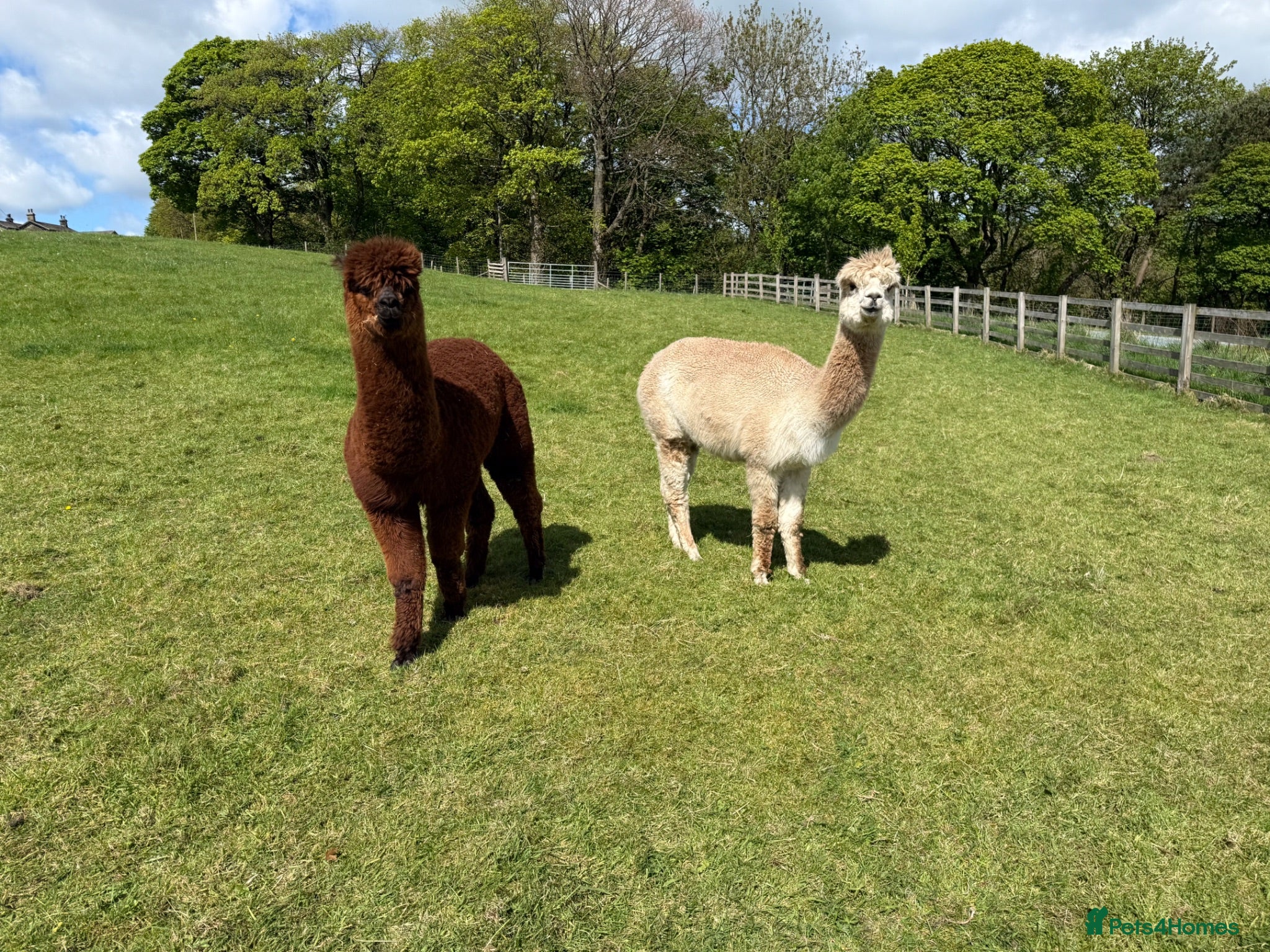 Alpaca livestock Pedigree registered mother and daughter - Advert 5