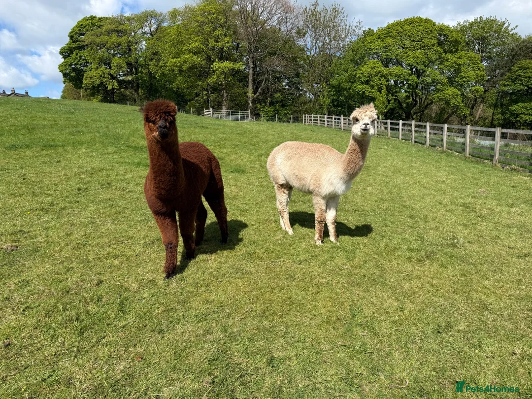 Alpaca livestock for sale: Pedigree registered mother and daughter - Advert 1