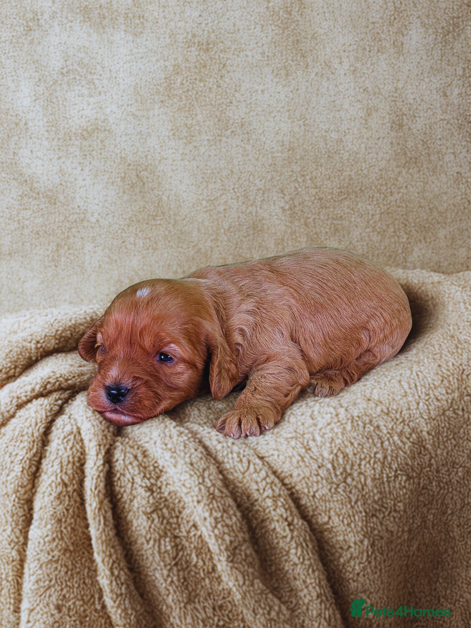 Cavapoo dogs Adorable Cavapoo Pup Ready For Her Forever Home! - Advert 1