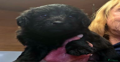 Labradoodle dogs - Advert 10