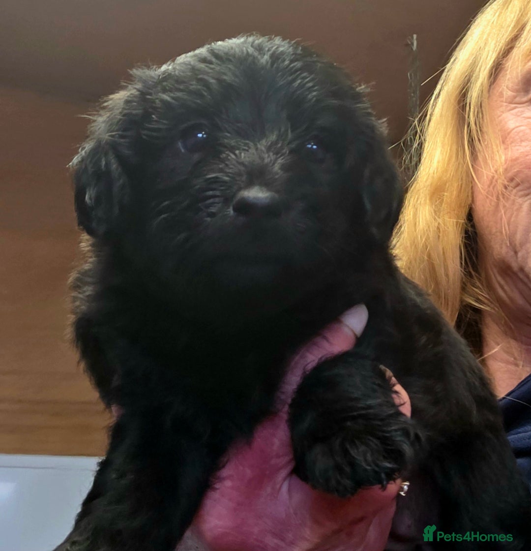 Labradoodle dogs for sale: Gorgeous Labradoodles - Image 3