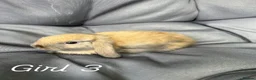 Mini Lop rabbits for sale: Mixed mini lop - Advert 6