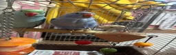 Parrots birds for sale: Indian ringnecks for sale READY TO GO - Advert 13