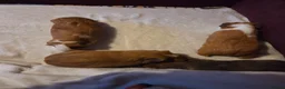 Guinea Pig rodents for sale: Guinea Pigs looking for a forever home - Advert 12