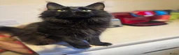 Maine Coon cats for sale: Exceptional pedigree MaineCoons - Phantom & Sprite - Advert 29