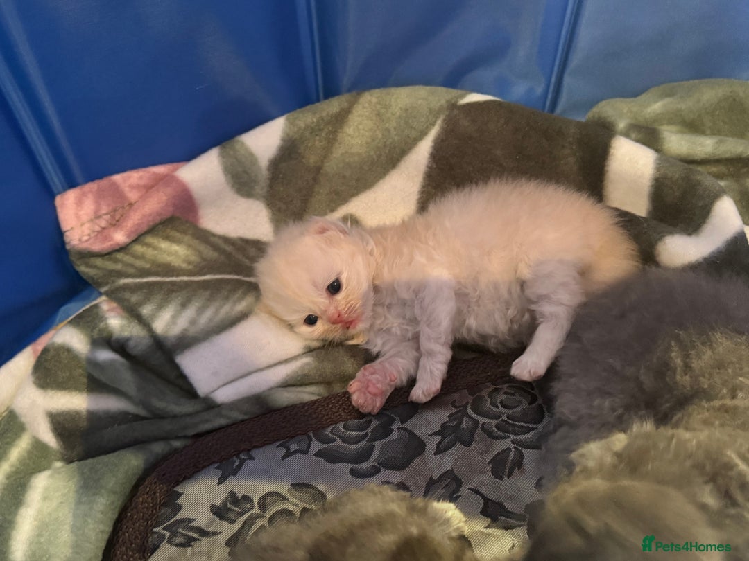 Maine Coon cats for sale: Main coon adorable kittens  - Advert 17