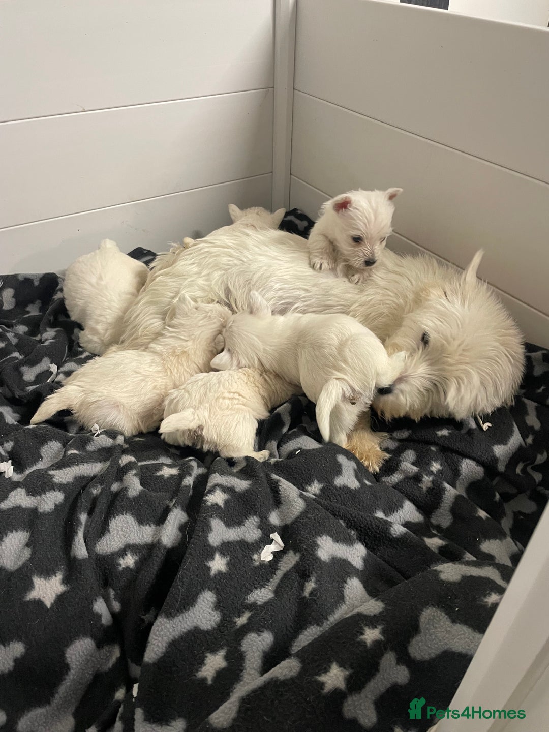 West Highland Terrier dogs for sale: Beautiful west highland puppies - Advert 14