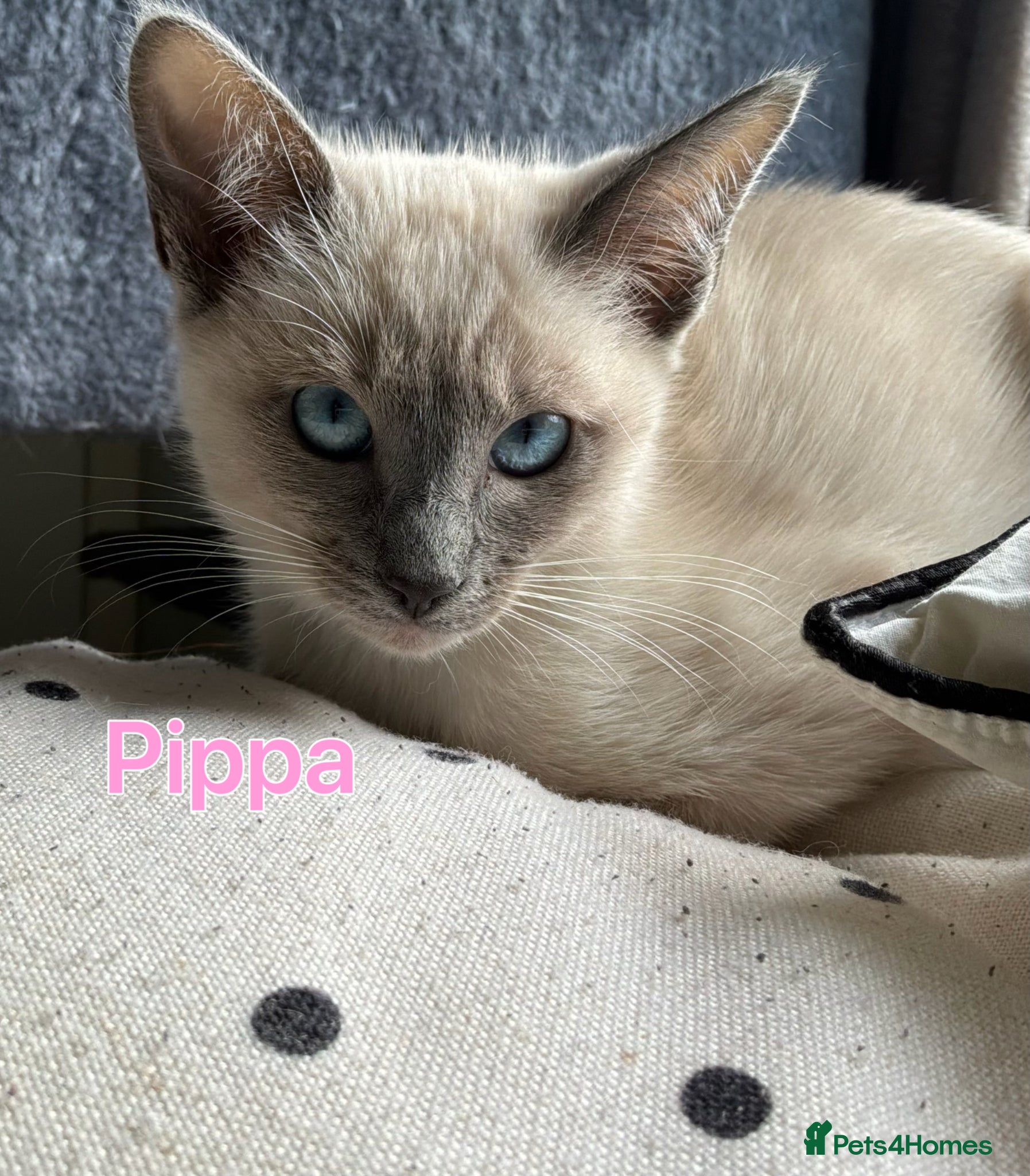 Ragamese cats 5 Stunning Ragamese Kittens 🐾 2 Left & Ready Now - Advert 1