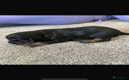 Cocker Spaniel dogs for sale: Cocker spaniel  - Image 10