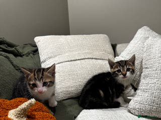 Mixed Breed cats Beautiful Kittens - Advert 19